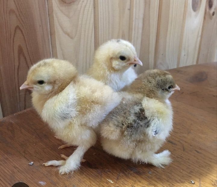 Домашние яйца для инкубаций