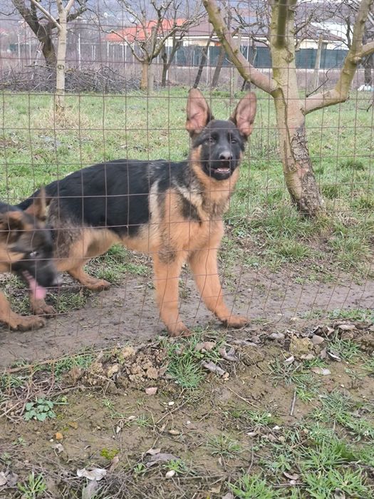 Pui de ciobanesc german cu pedigre.