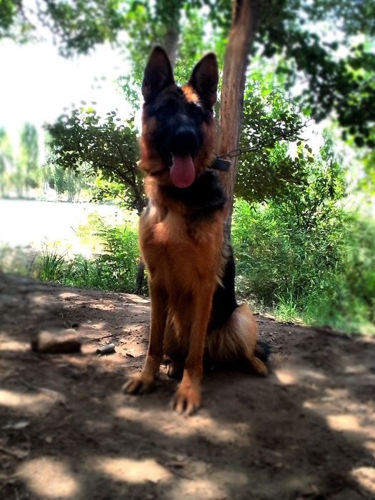 Nemiski avcharka sotiladi