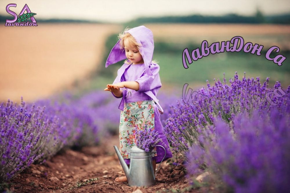 Лавандула разсад и лавандин – Български маслодайни рози (сортове)