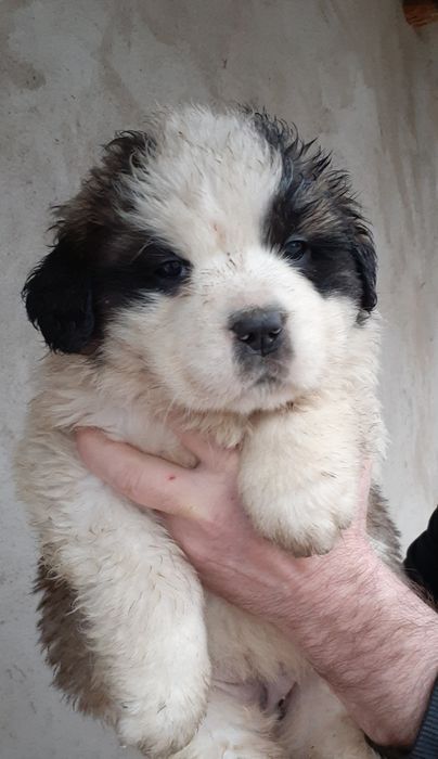 Продам щенков Сенбернар