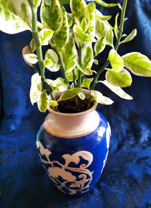 Комнатные цветы,педилантус, сансевьера