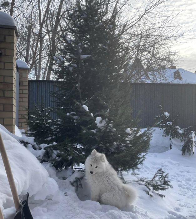 Самоед щенок девочка