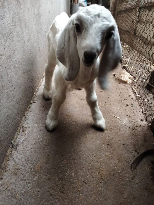 Породный ешкілер сатылады