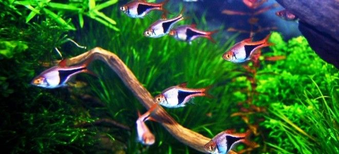 Расбора клинопятнистая в Аква-Зоо Салоне “Посейдон”