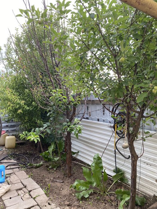 Продам дом танхаус