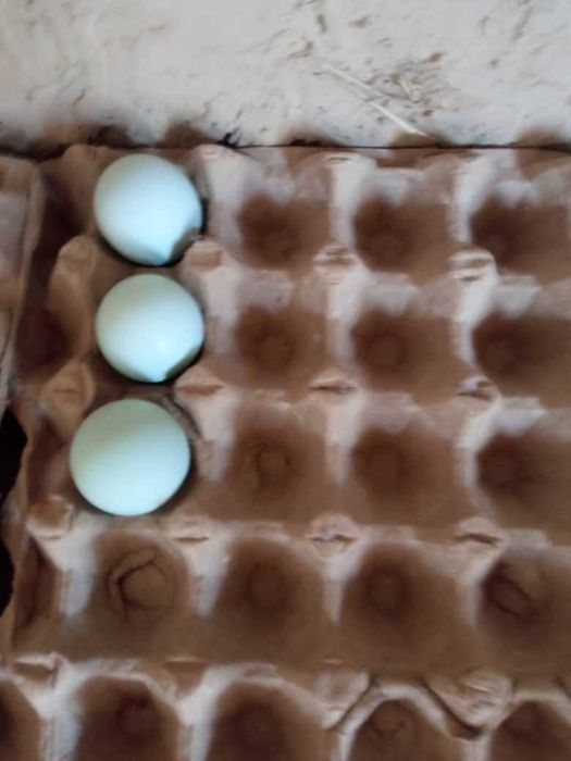 Uxayl tovuq tuxumlariga zakaz olamiz