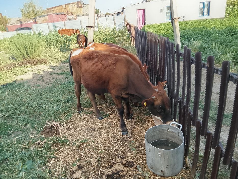 Продам коров телят