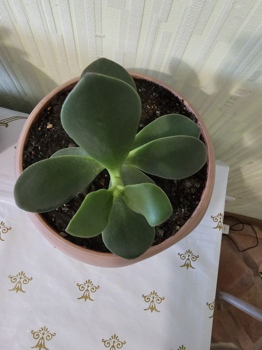 Толстянка денежное дерево