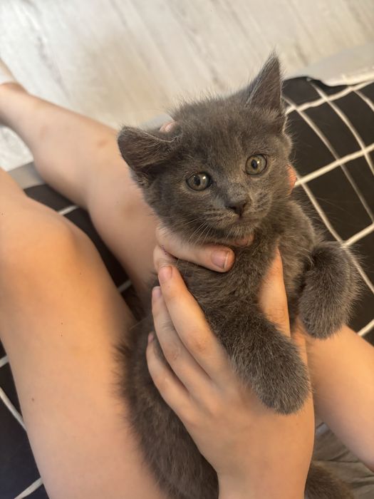 Отдам котёнка бесплатно