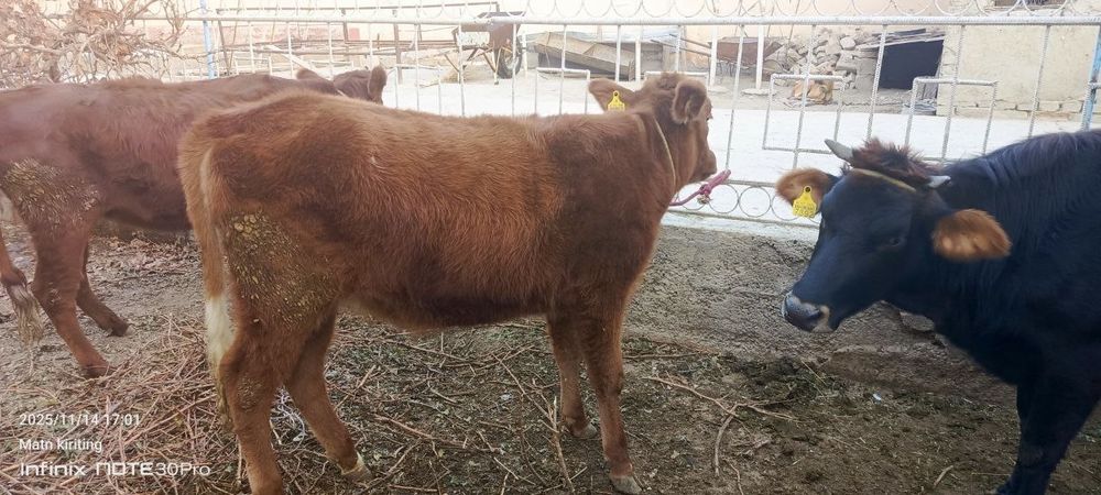 Эстон парода гуножин сотилади