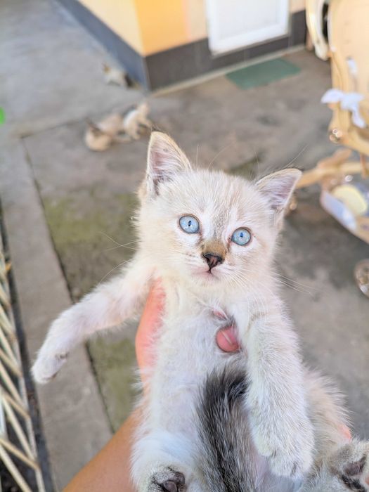 Котята ищут хороших хозяев