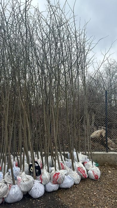 Mestecan cu coaja alba și tei argintiu mirositor