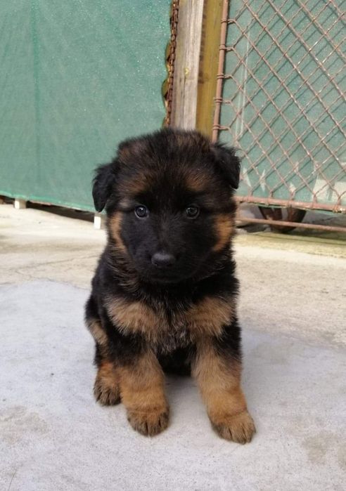 Развъдник за немски овчарки