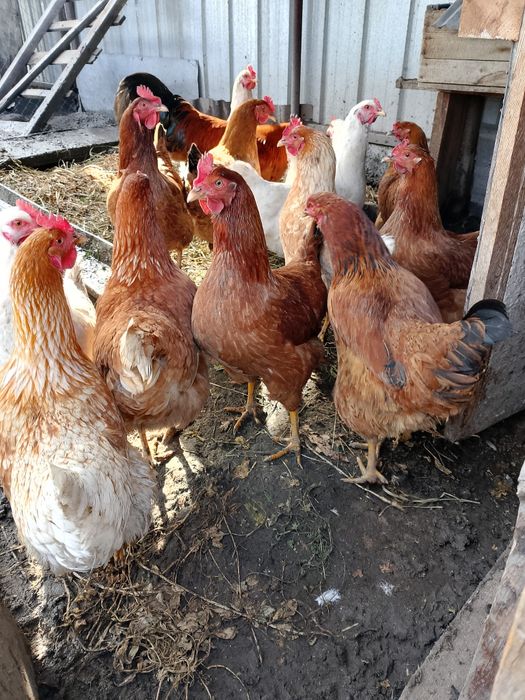 Куры несушки Молодняк