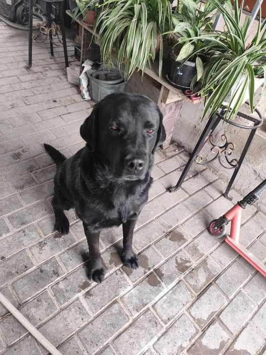 Пропала собака лабрадор!