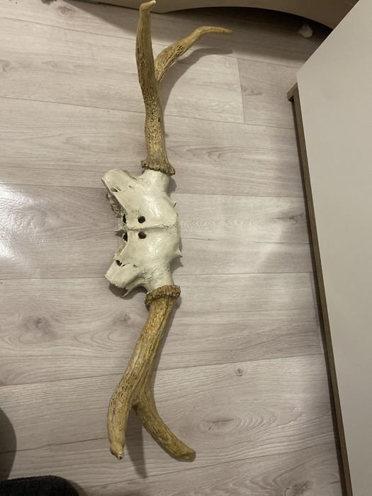 Продам рога оленя