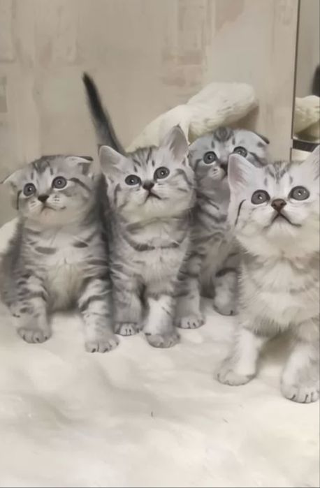 Продаются Котятки