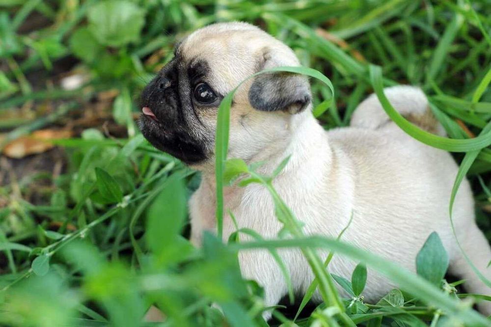 pui pug mops cu pedigree
