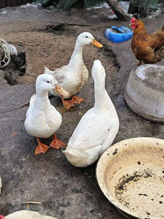 Продажа Пекин селезней