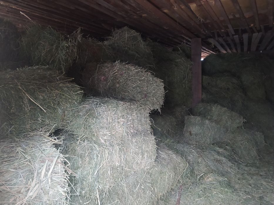 Продается клевер