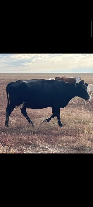 Продам коров сиыр кашар сатам