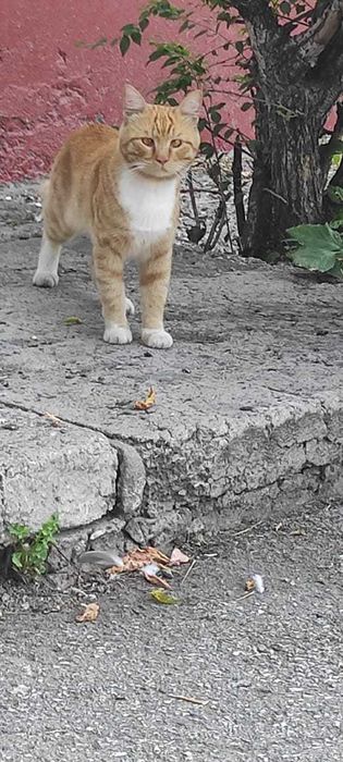 Ищем рыжему коту дом!
