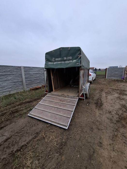 Remorcă transport animale înmatriculată, 2 rampe + ușă laterală