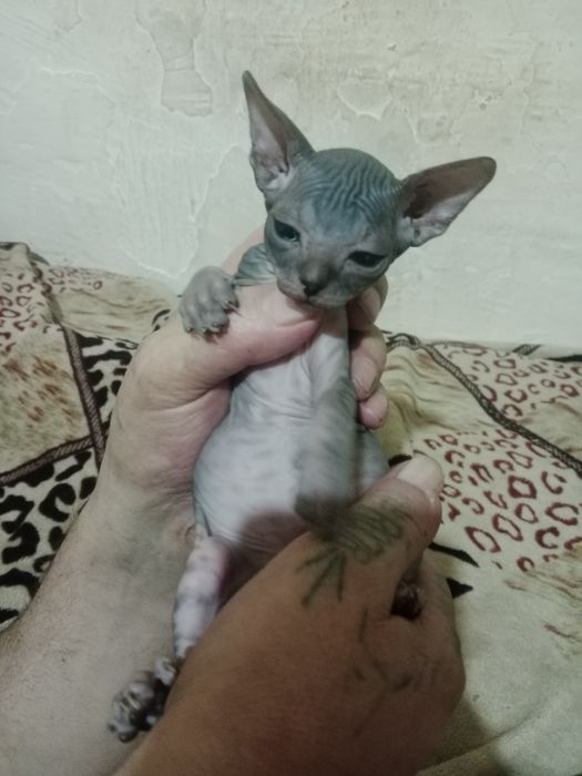 Конадский сфинкс.