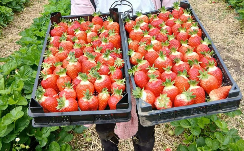 Разсад Ягоди с високо качество и вкус