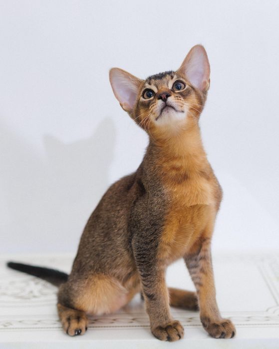 Крутые котята Чаузи SBT