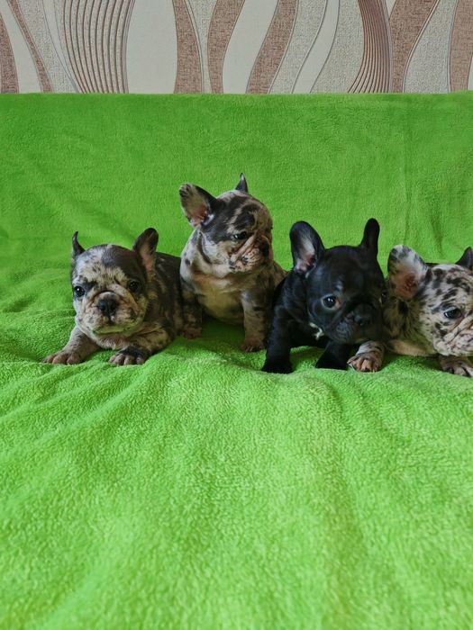 Предлагаю щенков Французский бульдог