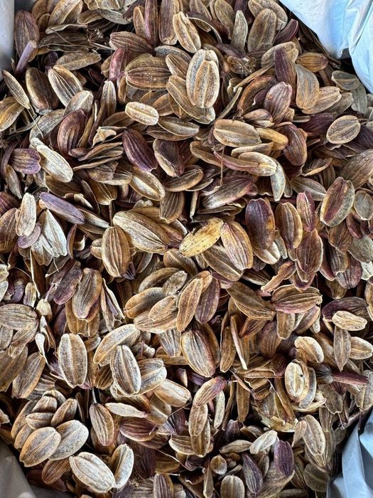 Каврак уруг сотилади