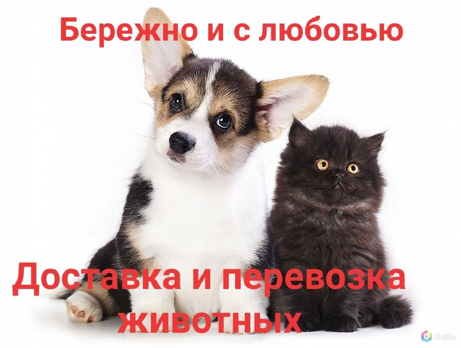 Доставка и перевозка животных