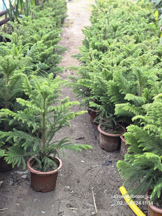 Hona gullari Комнатные растения