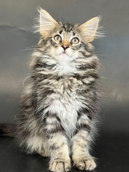 Норвежский лесной котенок, питомник Great Empire