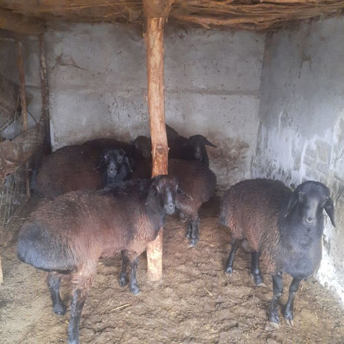 Кучкорлар сотилади.