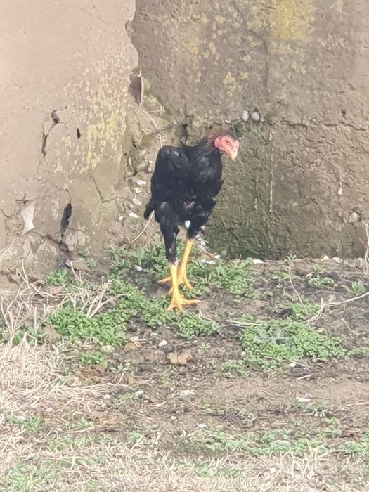 Сайрам  алатындар жазсын