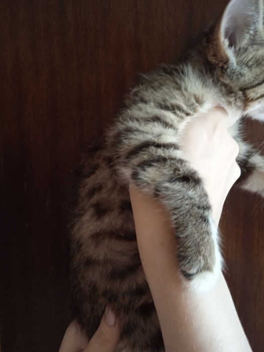Пушистый котёнок в добрый ручки, девочка 2 с половиной месяца.