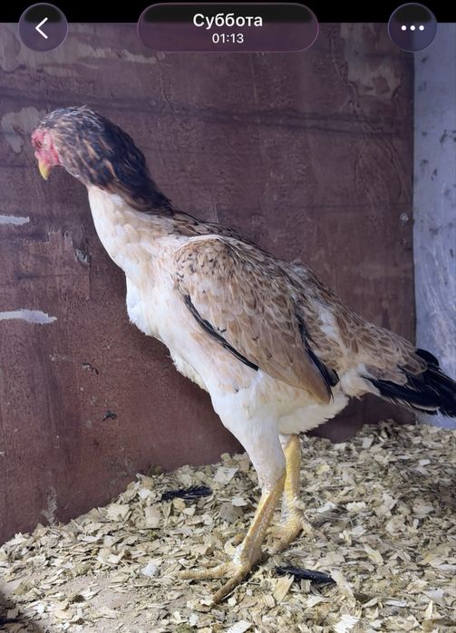 Дакан курочка вэтнам