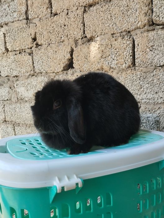 Karliki baran almazniy glaz
