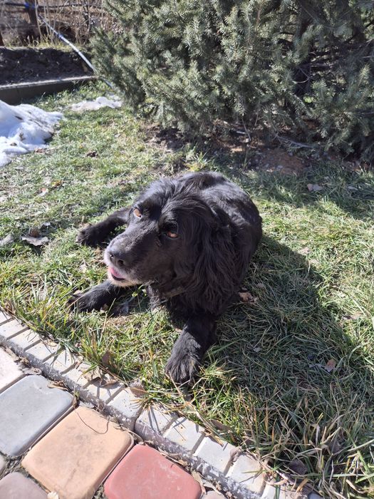 Спаниель чистокровный