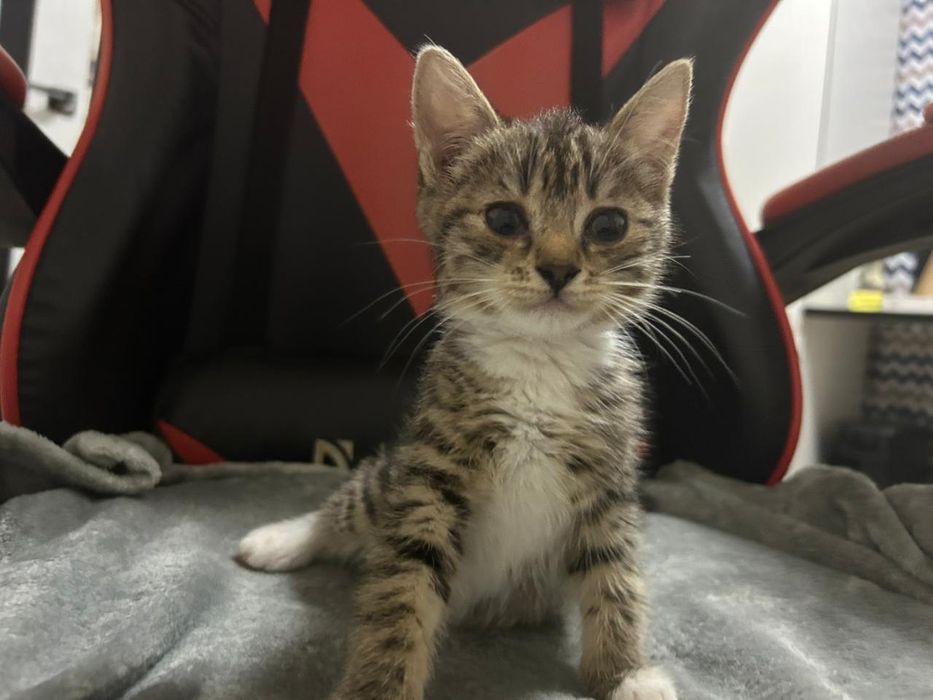 Котенок в добрые руки