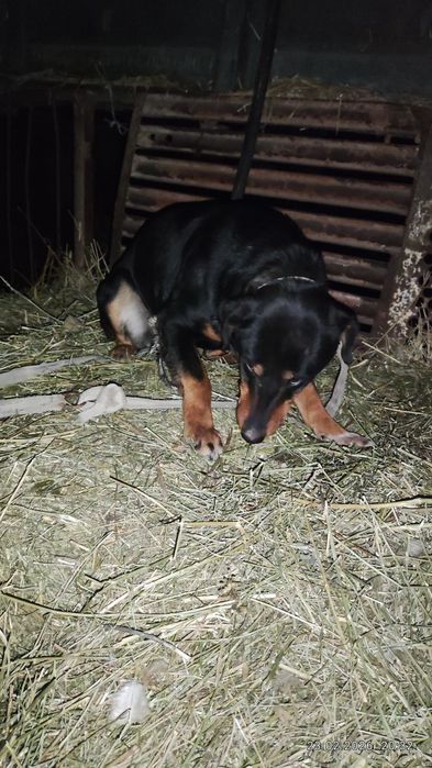 Як хароши собака