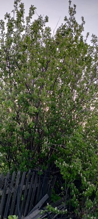 Продам дачу сад Яблонька