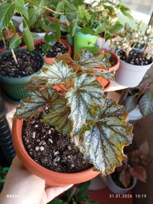 Продам цветы комнатные