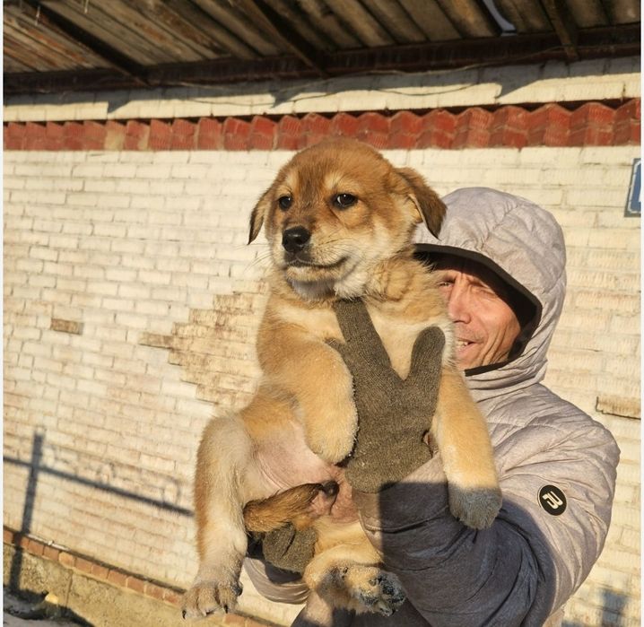 Отдам щенков в добрые руки