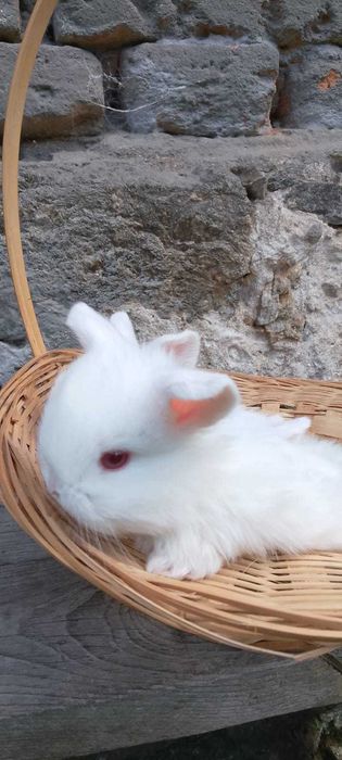 Iepurasi pitici berbec german - mini lop - trimit in tara