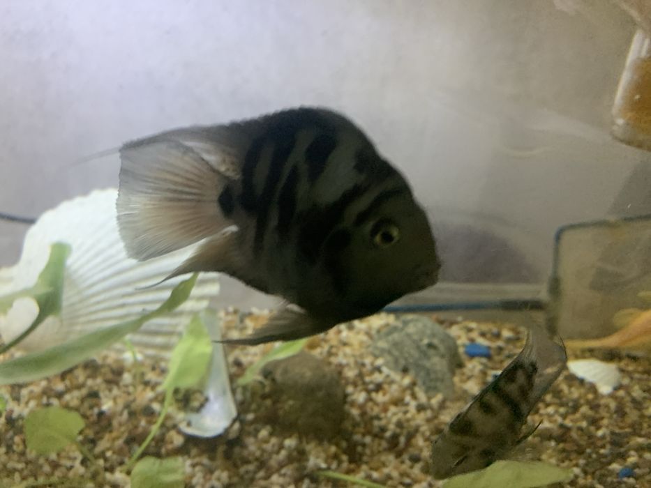 Продам акаариумных рыбок