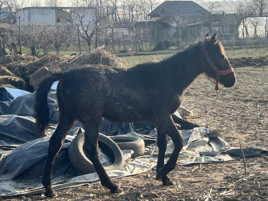 Mânz de vânzare 8 luni